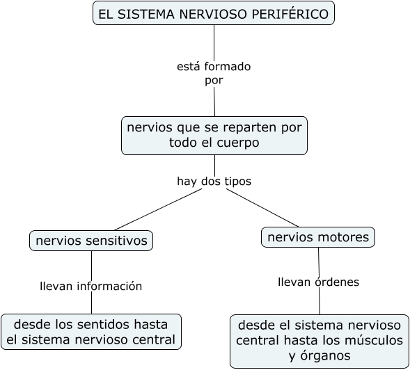 El Sistema Nervioso Perif rico